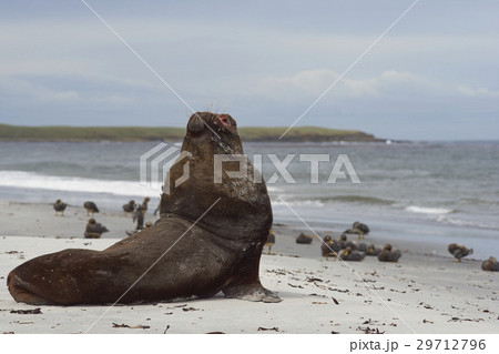 Southern Sea Lion on a sandy beach 29712796