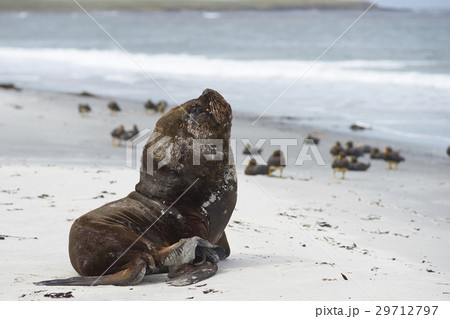 Southern Sea Lion on a sandy beach 29712797
