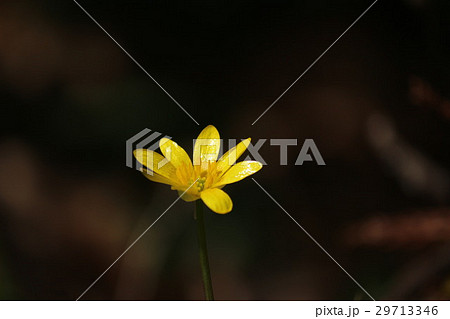 ヒメリュウキンカ 29713346