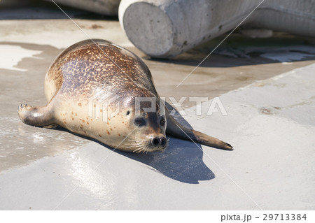 動物園のゴマフアザラシ 29713384