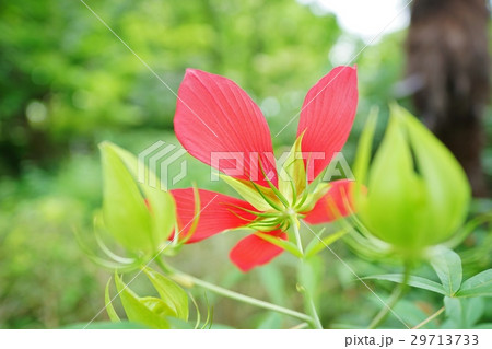 モミジバアオイ 29713733