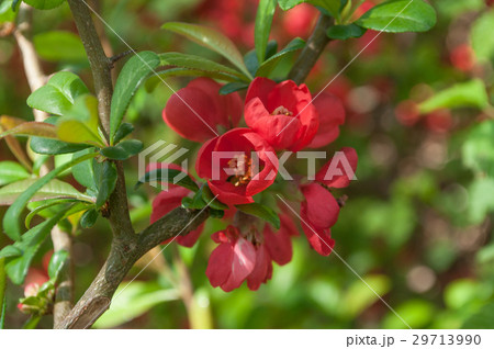 closeup of Japanese Quince Flowers or Chaenomeles 29713990