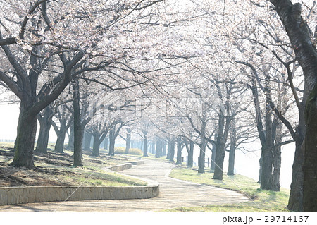 荒川の桜並木 荒川の桜並木 29714167
