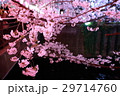 目黒川の夜桜 29714760