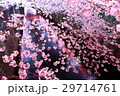 目黒川の夜桜 29714761