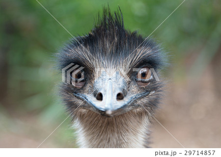 Ostrich head closeup outdoors 29714857