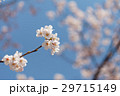 4月の風景【サクラサク】 29715149