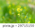 4月の風景【菜の花一輪】 29715150