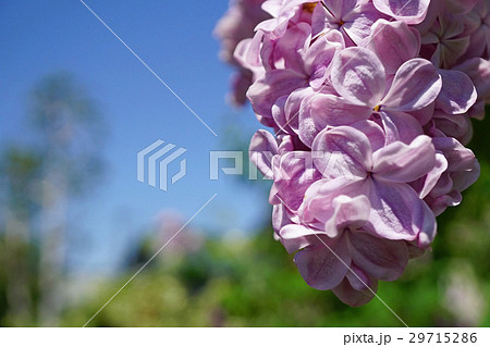 爽やかで美しいライラック 29715286