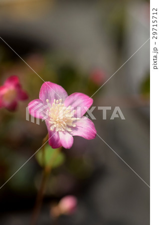 バイカカラマツソウの花 29715712