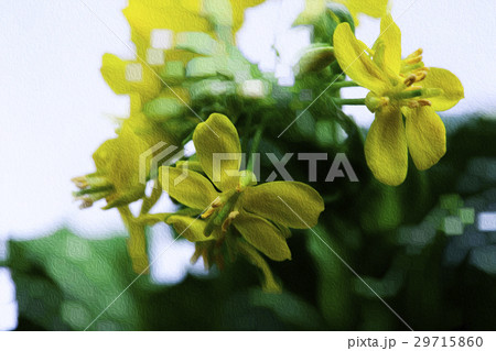 花 フラワー お花 29715860