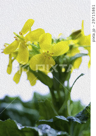 花 フラワー お花 29715861