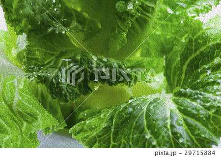 花 フラワー お花 29715884