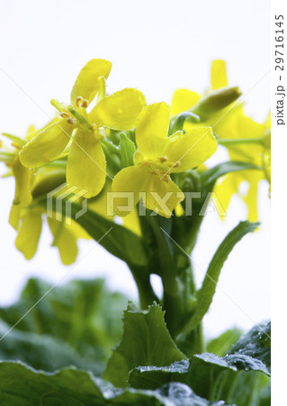 花 フラワー お花 29716145