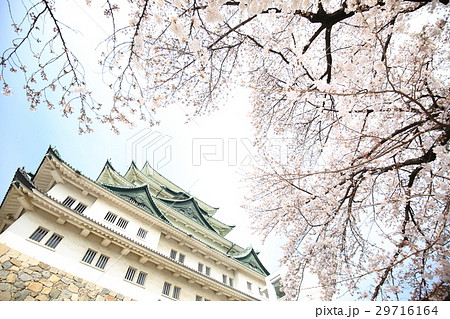 名古屋城と桜 名古屋城と桜 29716164