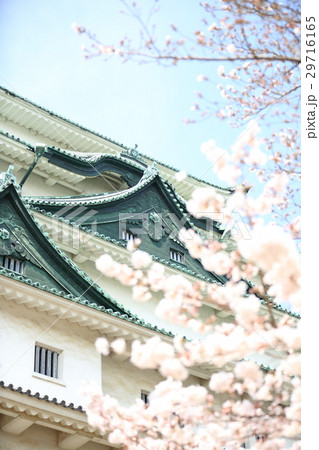 名古屋城と桜 名古屋城と桜 29716165