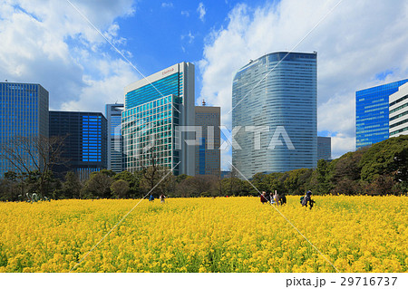 浜離宮恩賜庭園の菜の花畑 浜離宮恩賜庭園の菜の花畑 29716737