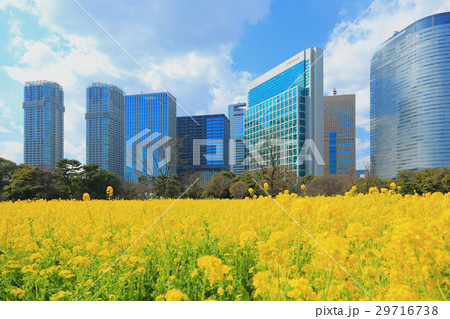 浜離宮恩賜庭園の菜の花畑 浜離宮恩賜庭園の菜の花畑 29716738