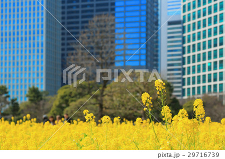 浜離宮恩賜庭園の菜の花畑 浜離宮恩賜庭園の菜の花畑 29716739
