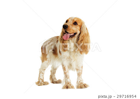 dog on a white background dog on a white background 29716954