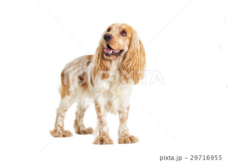 dog on a white background dog on a white background 29716955