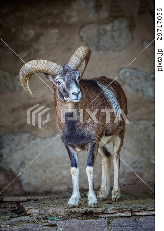 Adult mouflon aries in the zoo of Barcelona Adult mouflon aries in the zoo of Barcelona 29717056