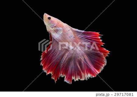 Red Halfmoon Betta Fish or Siamese Fighting Fish Red Halfmoon Betta Fish or Siamese Fighting Fish 29717081
