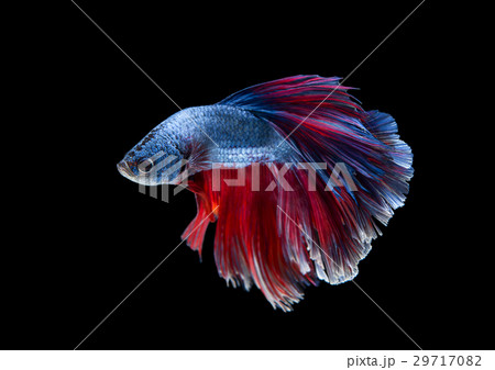 Blue Halfmoon Betta Fish or Siamese Fighting Fish 29717082