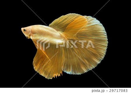 Beautiful Golden Halfmoon Betta Fighting Fish Beautiful Golden Halfmoon Betta Fighting Fish 29717083