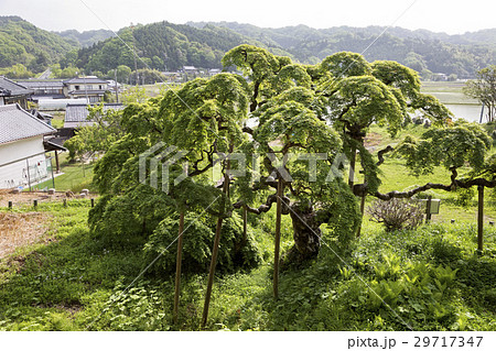 中釜戸のしだれもみじの写真素材