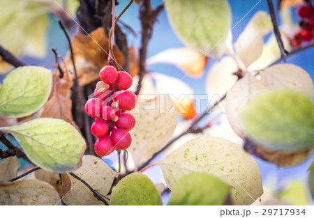 Branch of chinese magnolia vine berries 29717934