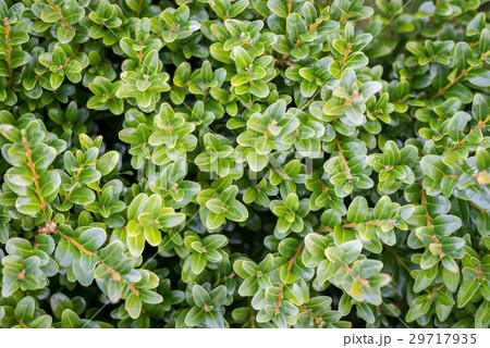 Boxwood background 29717935