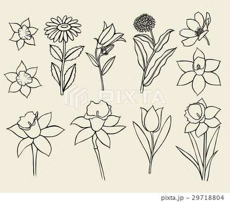 Calendula flower isolated 29718804