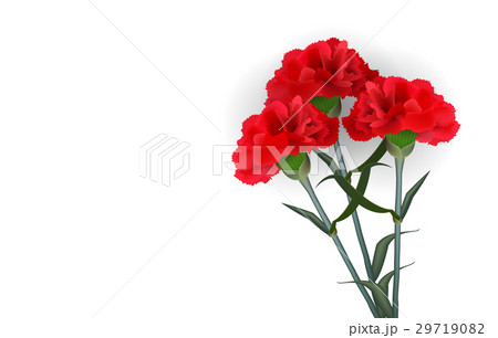 Realistic red flower carnation isolated white 29719082