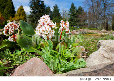 Bergenia Bressingham White 29719963