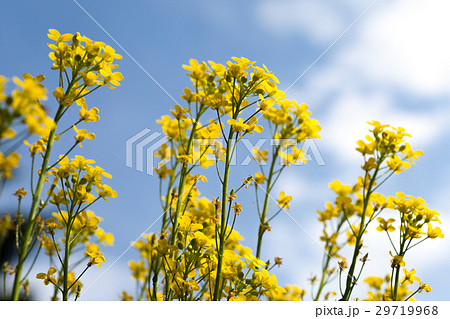Canola under blue sunny sky 29719968