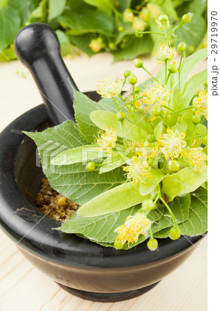 mortar and pestle with linden flowers mortar and pestle with linden flowers 29719970