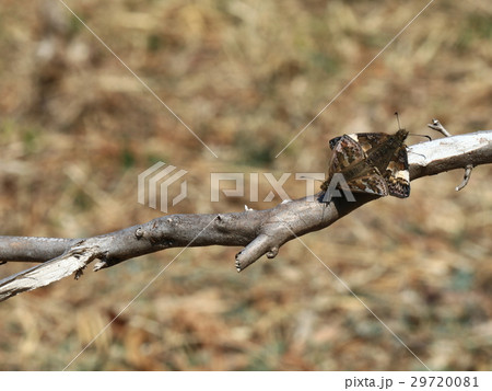 ミヤマセセリ 29720081