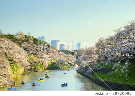 千鳥ヶ淵と桜と東京タワー 千鳥ヶ淵と桜と東京タワー 29720099