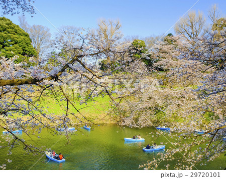 千鳥ヶ淵の桜とボート 千鳥ヶ淵の桜とボート 29720101