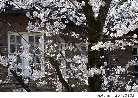 桜@立教大学 桜@立教大学 29720103