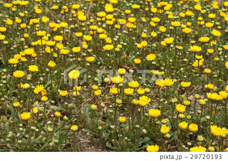 クリサンセマム・ムルチコーレ・ムーンライト 29720193