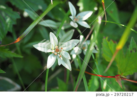 ウスユキソウ 29720217