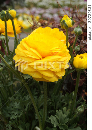 ラナンキュラス 29720381