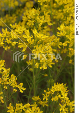 水菜の花 水菜の花 29720432