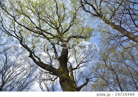 座間市 谷戸山公園 クヌギ、コナラ観察林の新芽 座間市 谷戸山公園 クヌギ、コナラ観察林の新芽 29720499