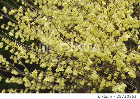 ヒュウガミズキ 29720563