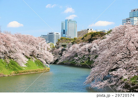東京 千鳥ヶ淵の桜 東京 千鳥ヶ淵の桜 29720574