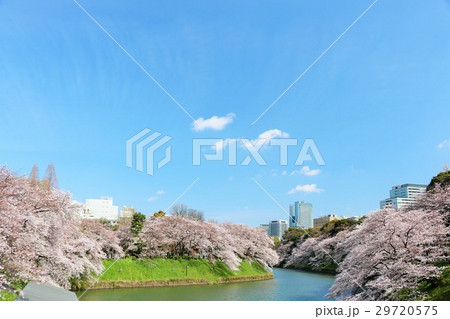 東京　千鳥ヶ淵の桜風景 29720575