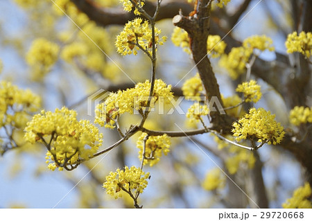 サンシュユ 29720668